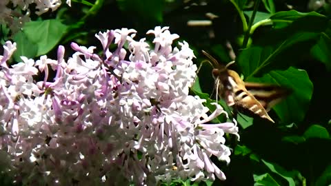 Hawk Moth