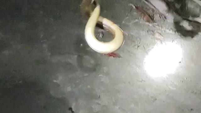 Catching Eel Fish Using Hook And Strong Rope at Night