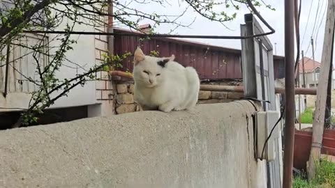 Cute white cat walking on the fence. One eye of this cat is damaged.