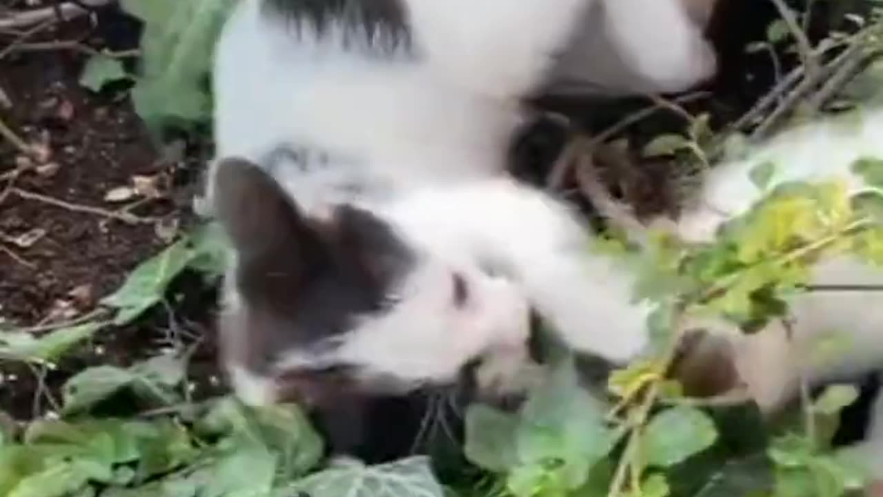 Playful Cat Family