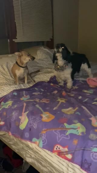 Pups playing? Wait for it!!!!