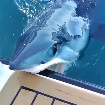 Giant whale shark casually pops up in front of scuba divers