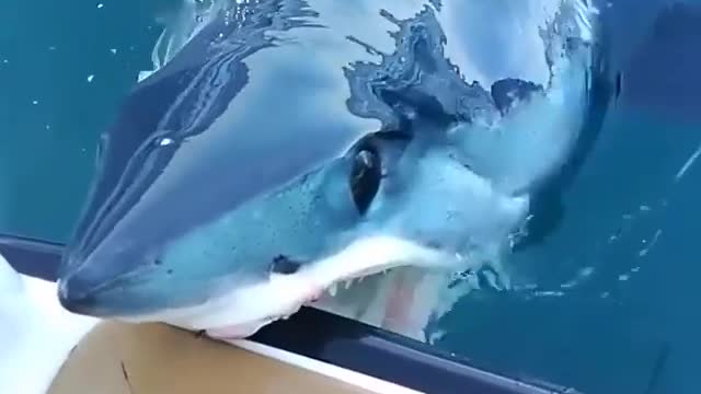 Giant whale shark casually pops up in front of scuba divers