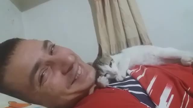 The kitty is resting