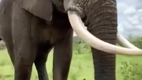 Elephant pretends to eat her hat but gives it back