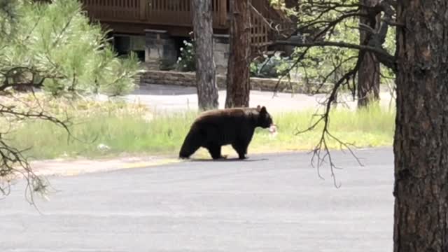 Bear Dinner Time 2