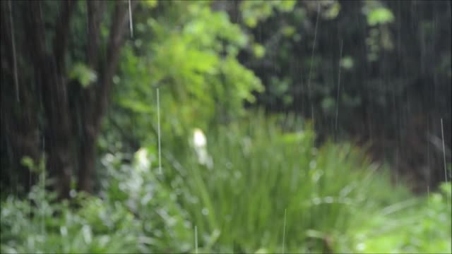 Forest rain and sleep in a minute. Лісовий дощ і сон через хвилину.