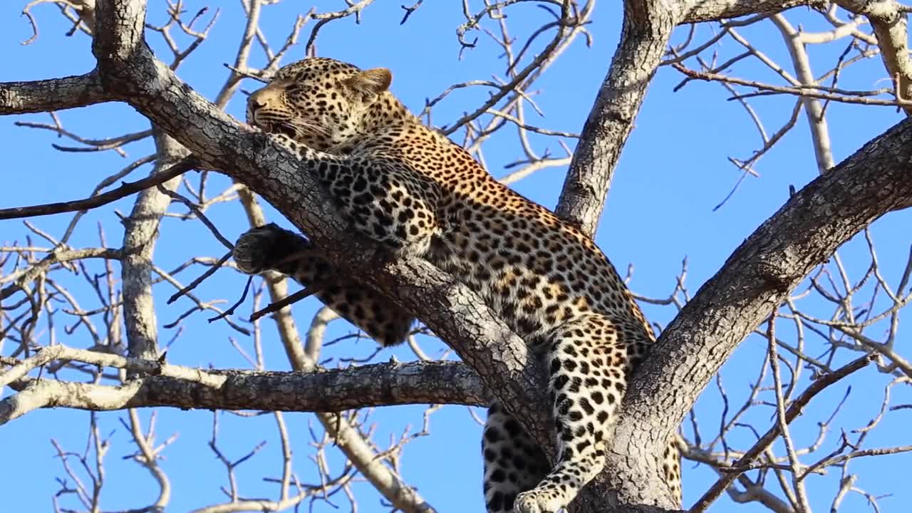 Bathing leopard's limbs hangs over tree limb