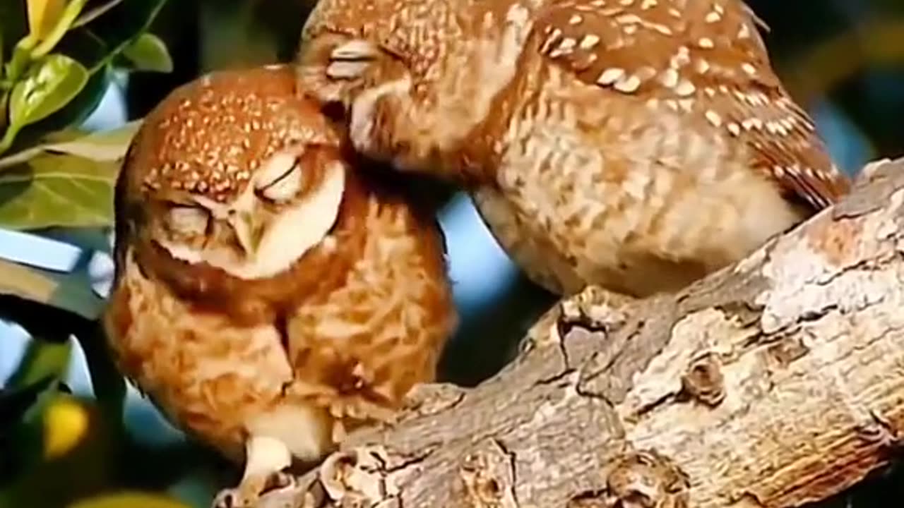 #cutebirds