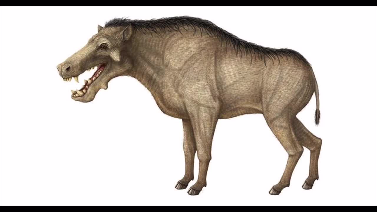 Entelodon sound effect