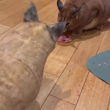 Pumba’s clone steals the food again. Consequences are fatal.