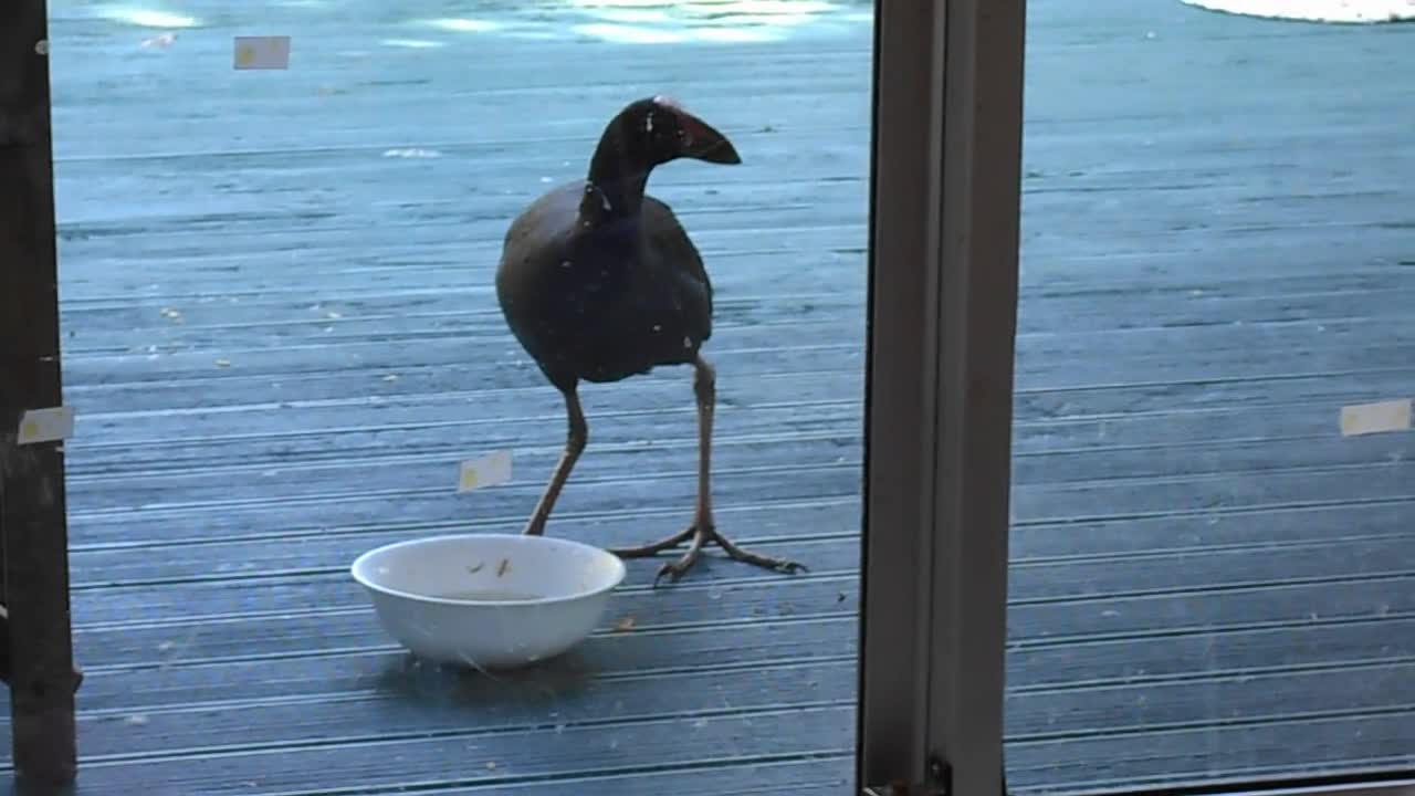Pukeko The Ancient Bird