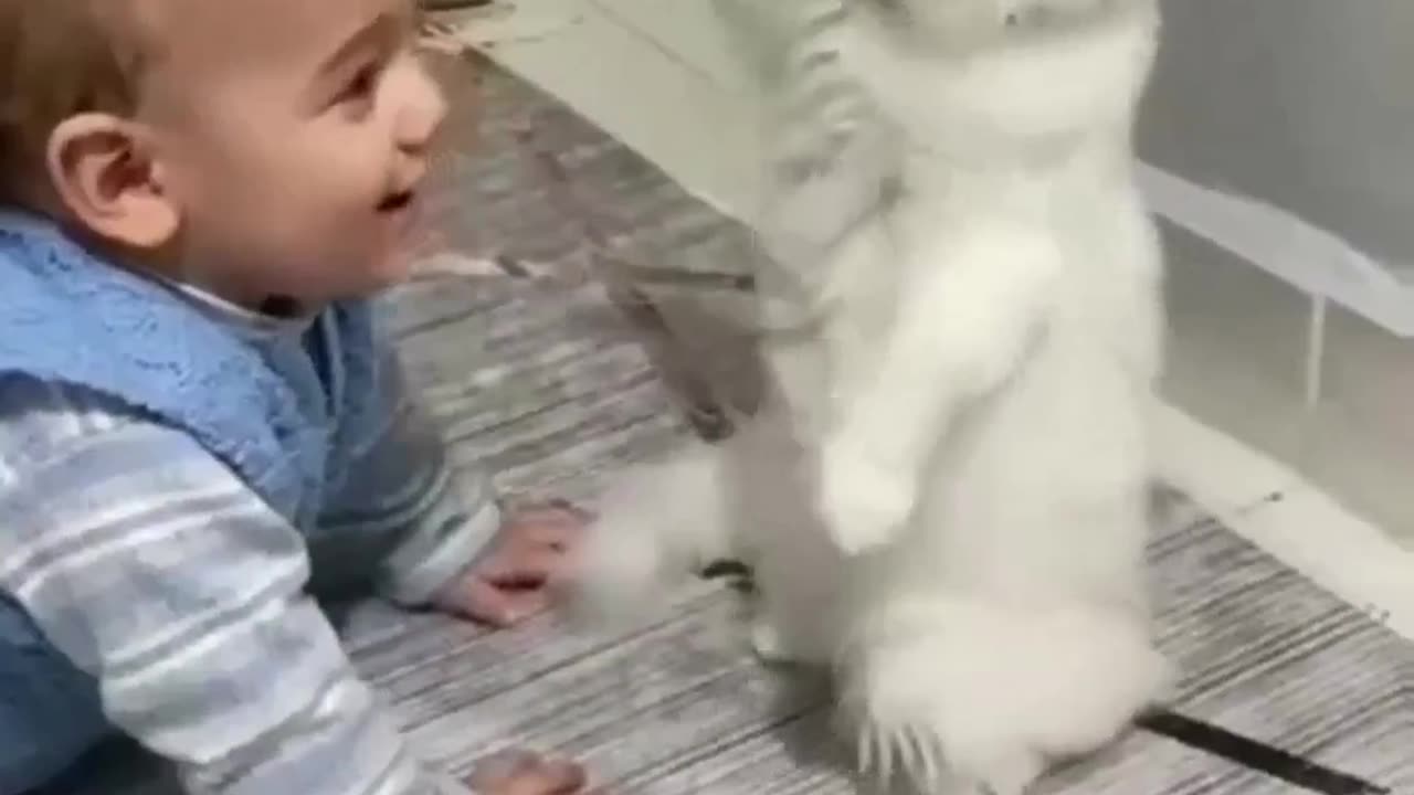 Funny Cats with baby funny animals