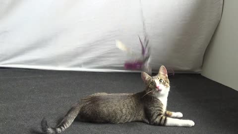 Kitten Breathing Like a Dog, with His Tongue Out