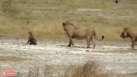 Lions playing with a paralyzed Hyena