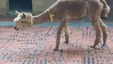 A skinny alpaca; where does its hometown come from