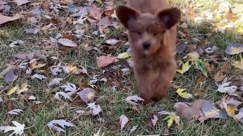 Puppy running in slow motion #shorts #puppy #running