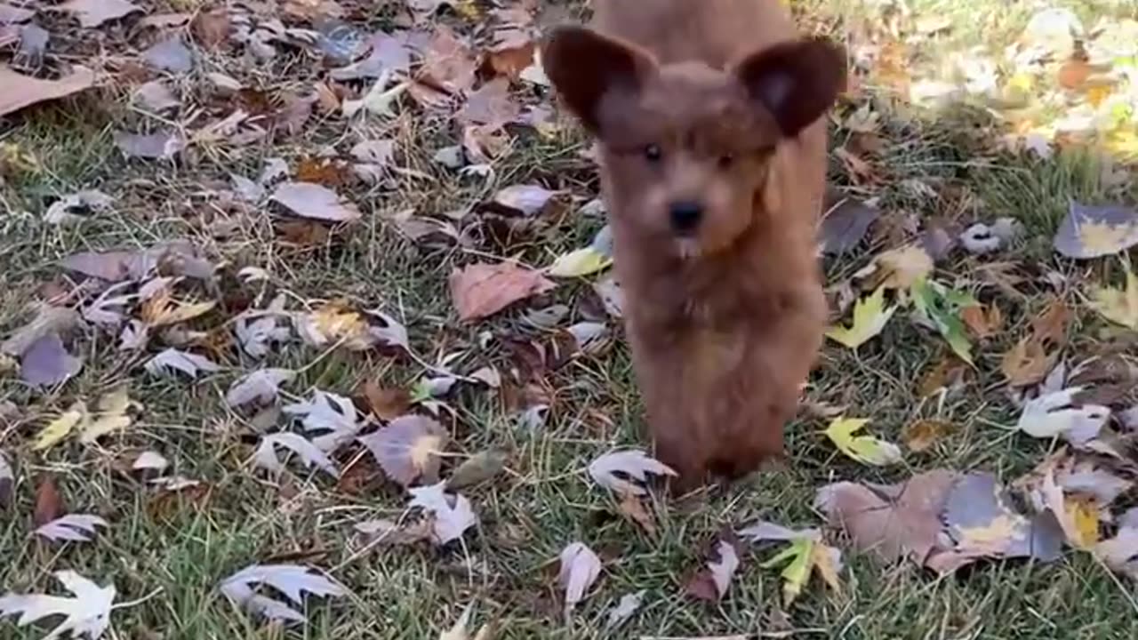 Puppy running in slow motion #shorts #puppy #running