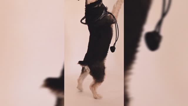 Cute and Funny dog Videos Compilation