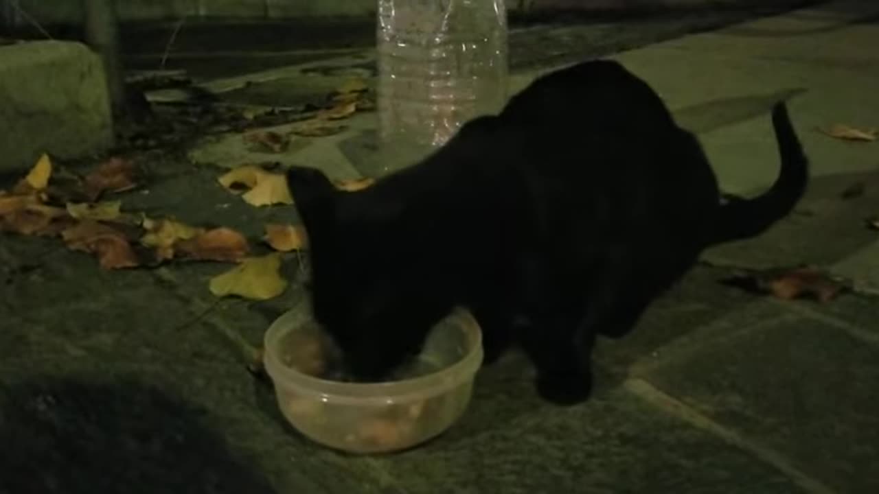 20231112 173535 Tux Eating Late