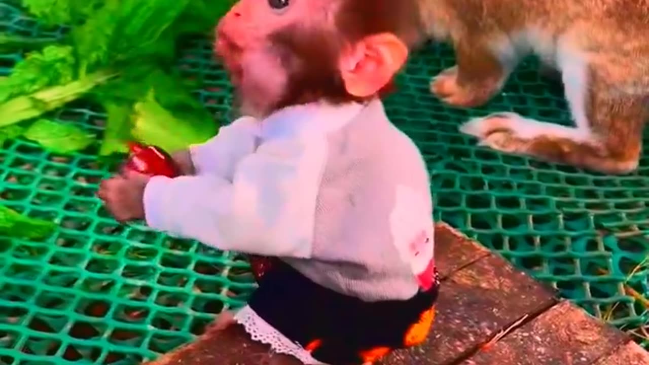 Adorable Monkeys, funny animals, smartest animals, cute monkey, baby monkey, lovely monkey #18