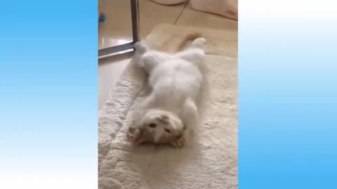 ULTIMATE|| Animal Compilation || Funny Fails || viral || comedy