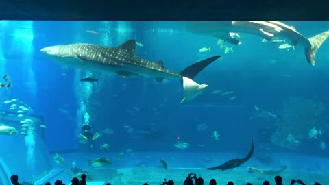 a calming video ) whale shark & others