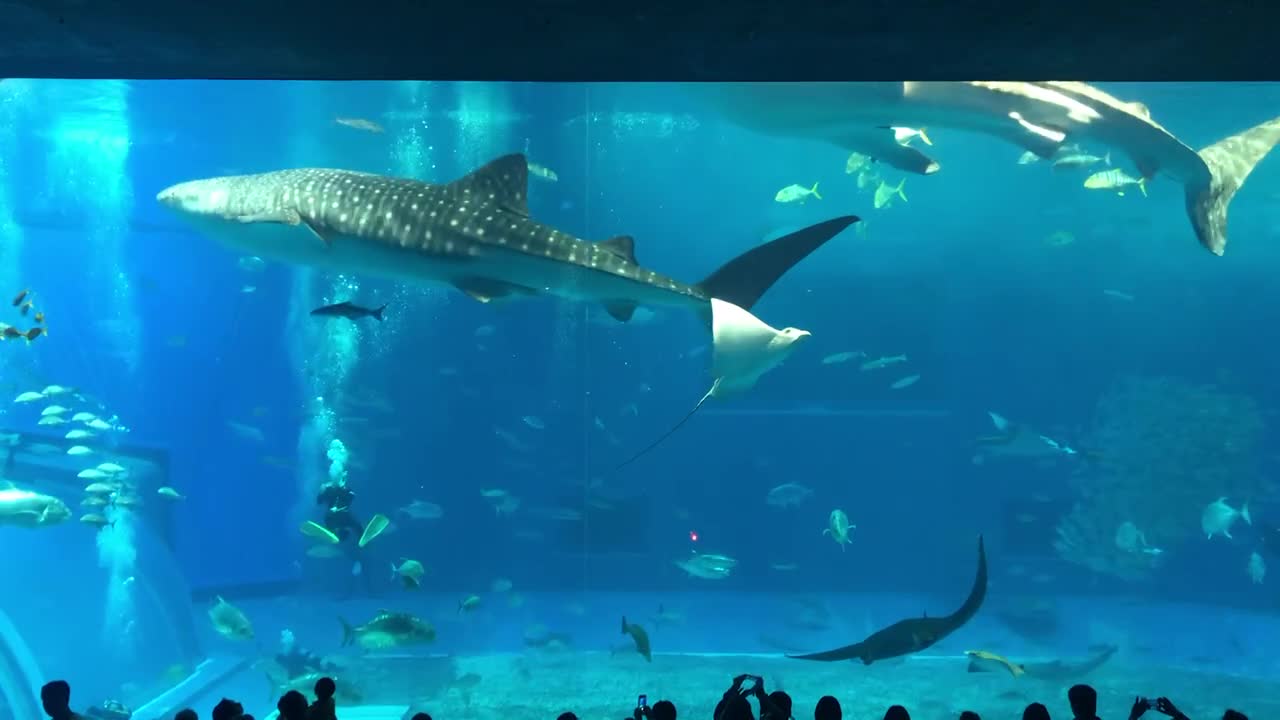 a calming video ) whale shark & others