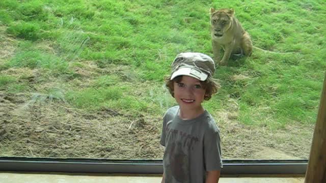 Boy Doesn't See Lion Pounce At Glass