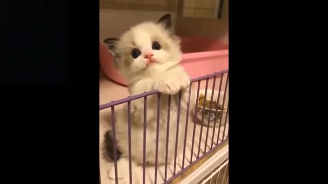 Cute And Funny Pets | Try Not To Laugh To These Pets Compilation #8