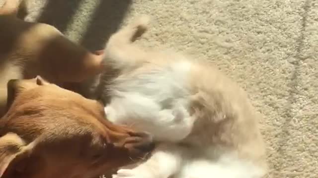 Small brown dog and white kitten chase and wrestle