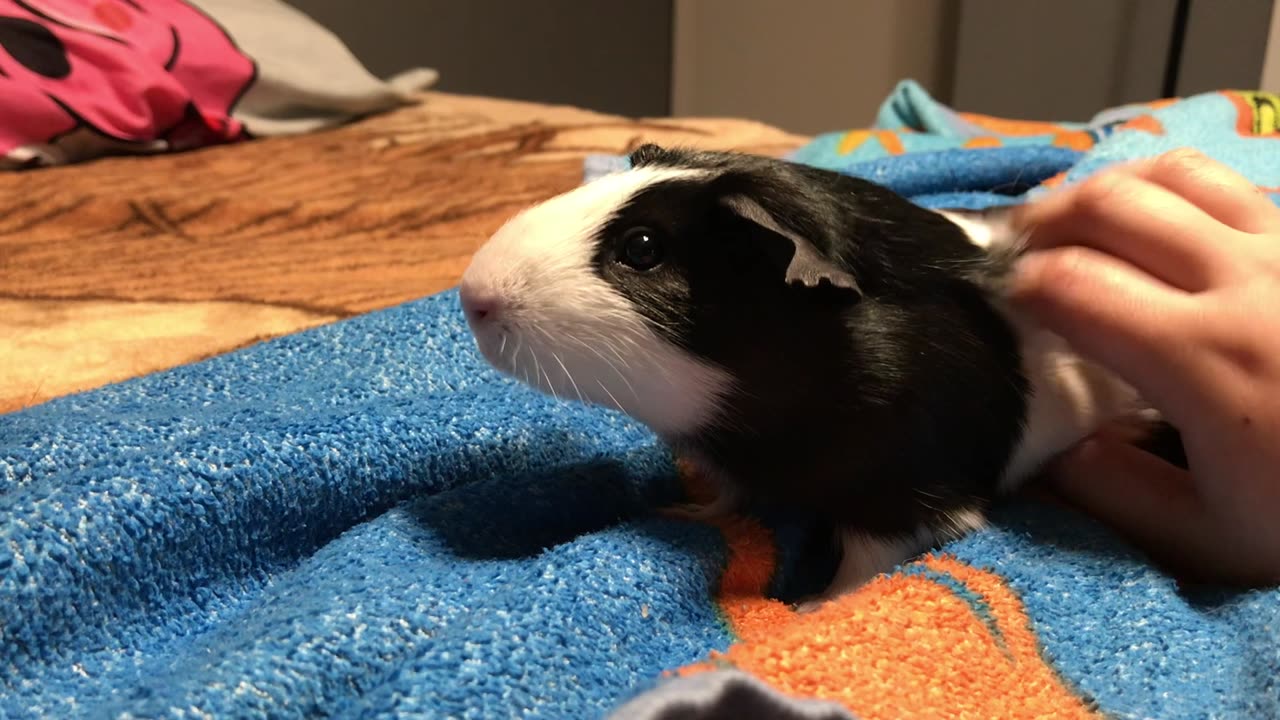 my guinea pig