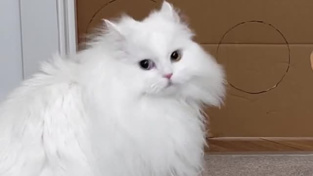 New challenge It was a huge jump #catchallenge#cat