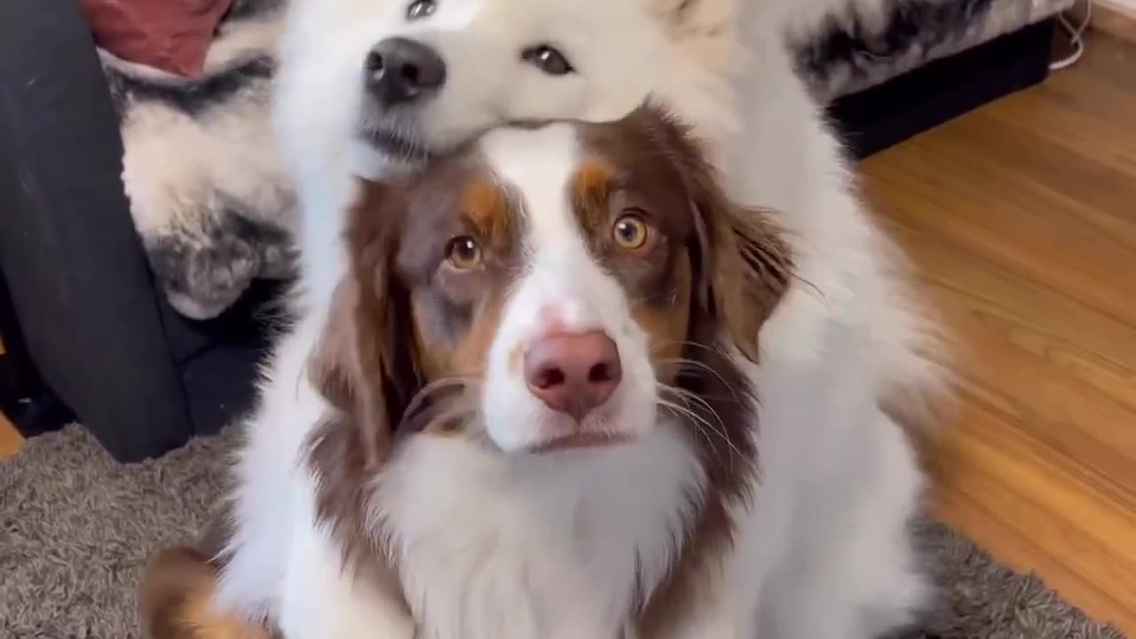 What Makes Two Dogs Friendship So Special?