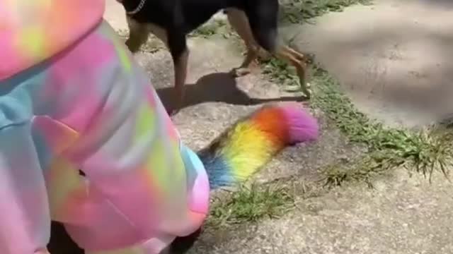 dogs in colorful clothes