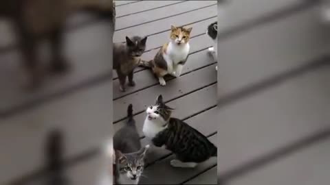 Funny cats fight