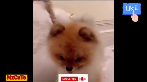 ♥ Funny Dogs and Cats ♥