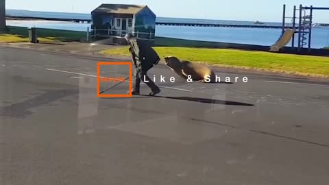 AUSTRALIANS STUNDS