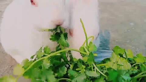 Cute Rabbits Video🐇🐰🐇🐰 and baby rabbits