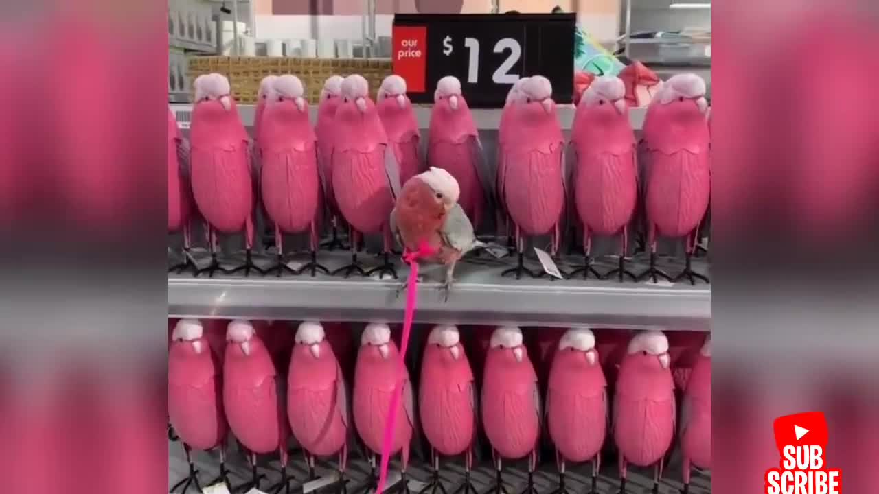 Funny Parrots Videos Compilation cute moment of the animals