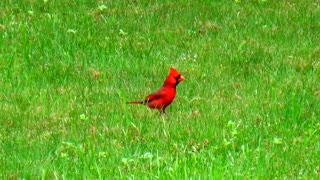 Cardinal