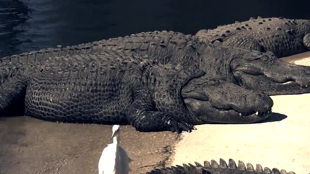 Free Alligators Sunning Footage.