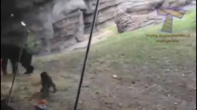 Very Funny Animals Videos