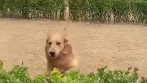 One puppy passes smoothly, another one being stuck