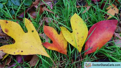 Sassyfrass Leaves in Fall - Christian Learning within God's Creation - Homeschooling in Nature