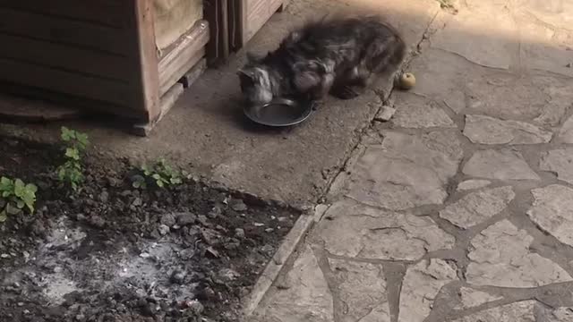 Cat & dog