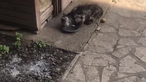 Cat & dog