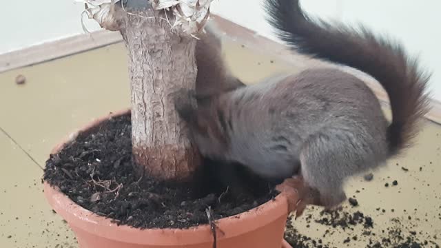 Rescued squirrels make enormous mess in home