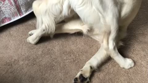 Eat That Tail