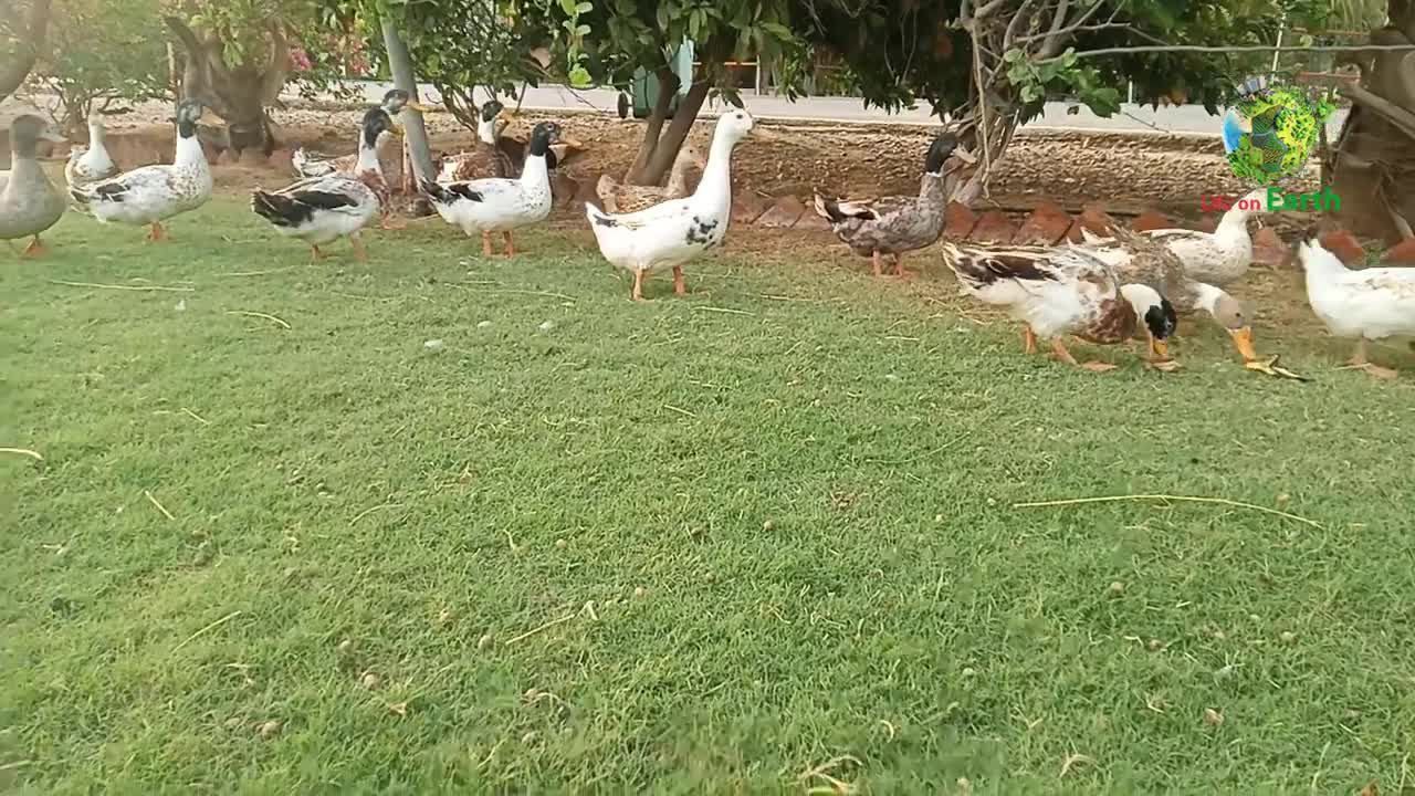 Weekend mood of birds | life on earth